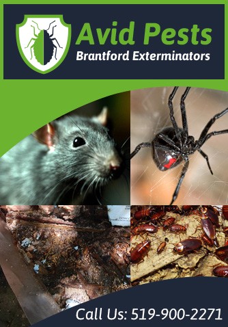 Contact Us Brantford Exterminators